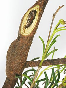 Ethonion leai, PL0425, male, non-emerged adult, in Dillwynia hispida (PJL 2622) stem gall, SL, 6.6 × 2.6 mm